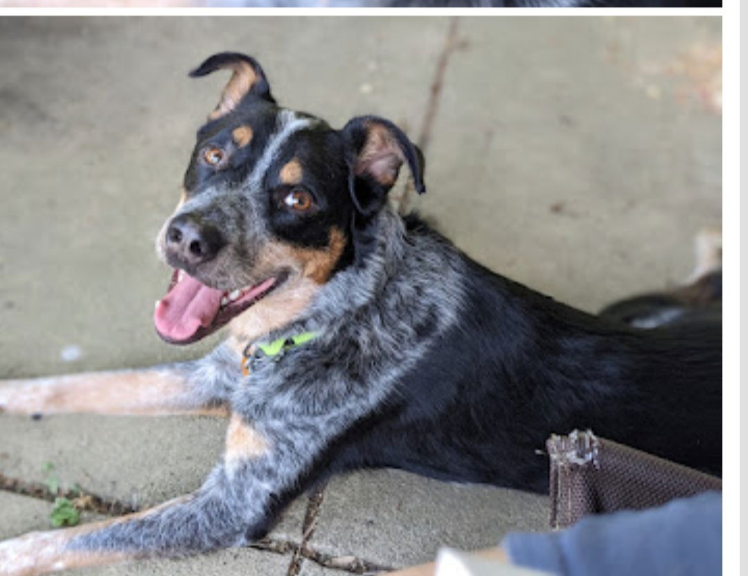 adoptable Dog in Dublin, OH named Oakley