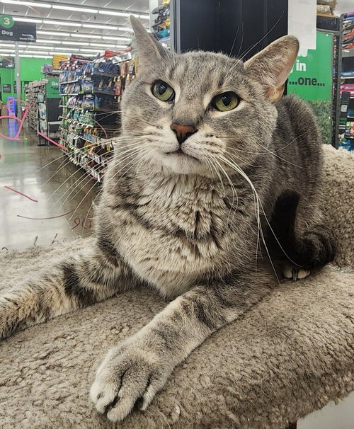 Luke (bonded to Bo), an adoptable Tabby in Dublin, OH