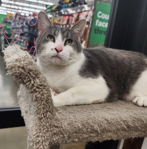 Bo (bonded to Luke), Adult Tabby / Domestic Short Hair / Mixed (short coat), cat for adoption in Lancaster, Ohio