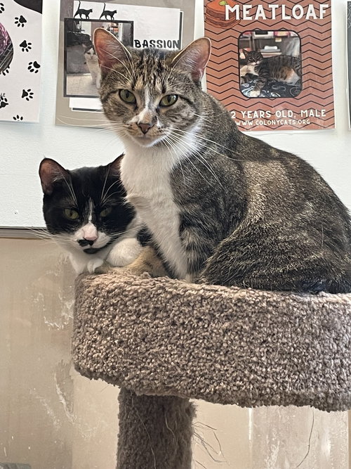 Carly (bonded to Joni), Adult Tabby / Domestic Short Hair / Mixed (short coat), cat for adoption in Lancaster, Ohio