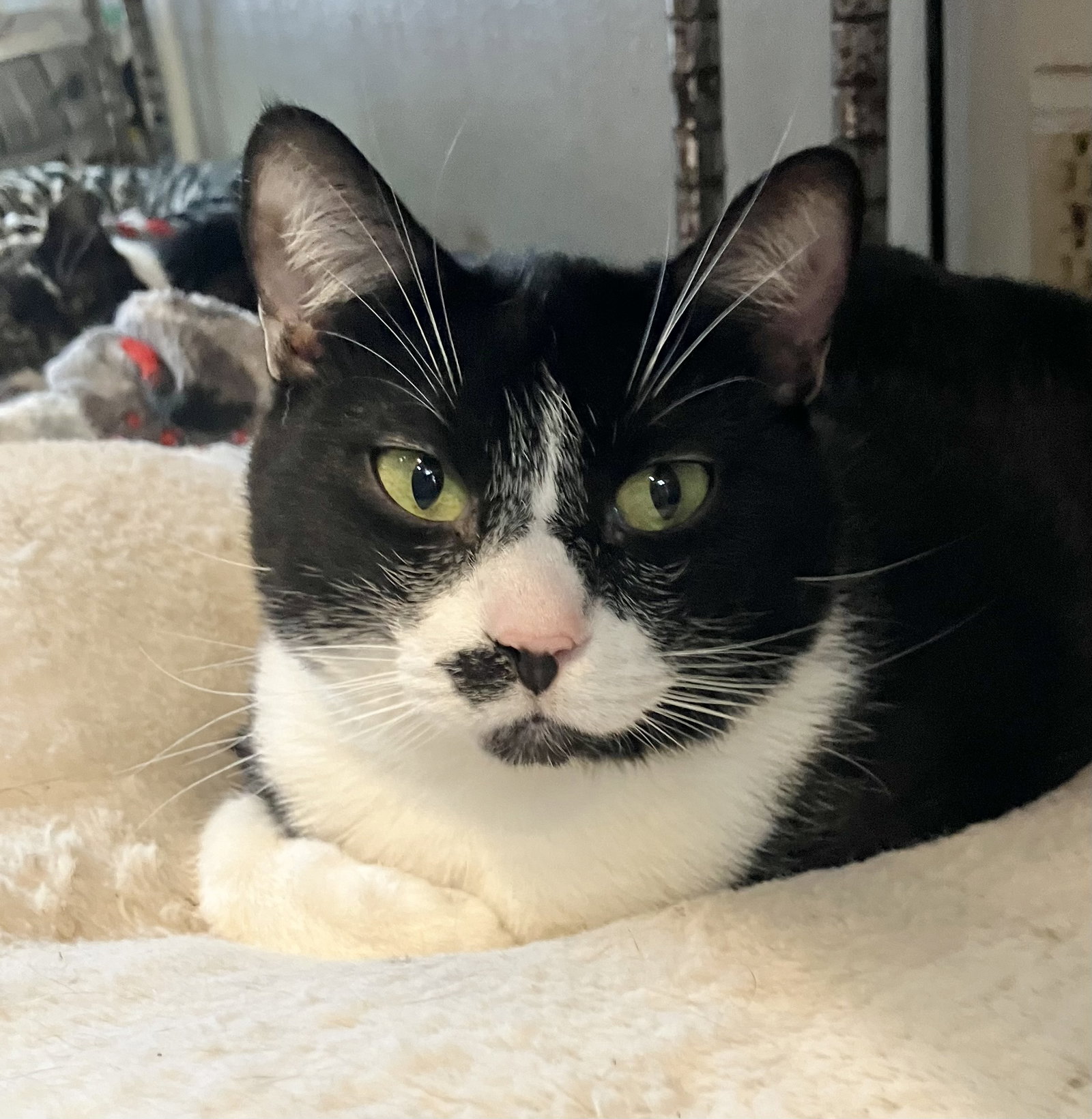 Joni (bonded to Carly) Image