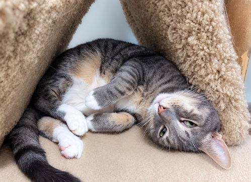Hiccup, a cat for adoption from Colony Cats (& dogs)