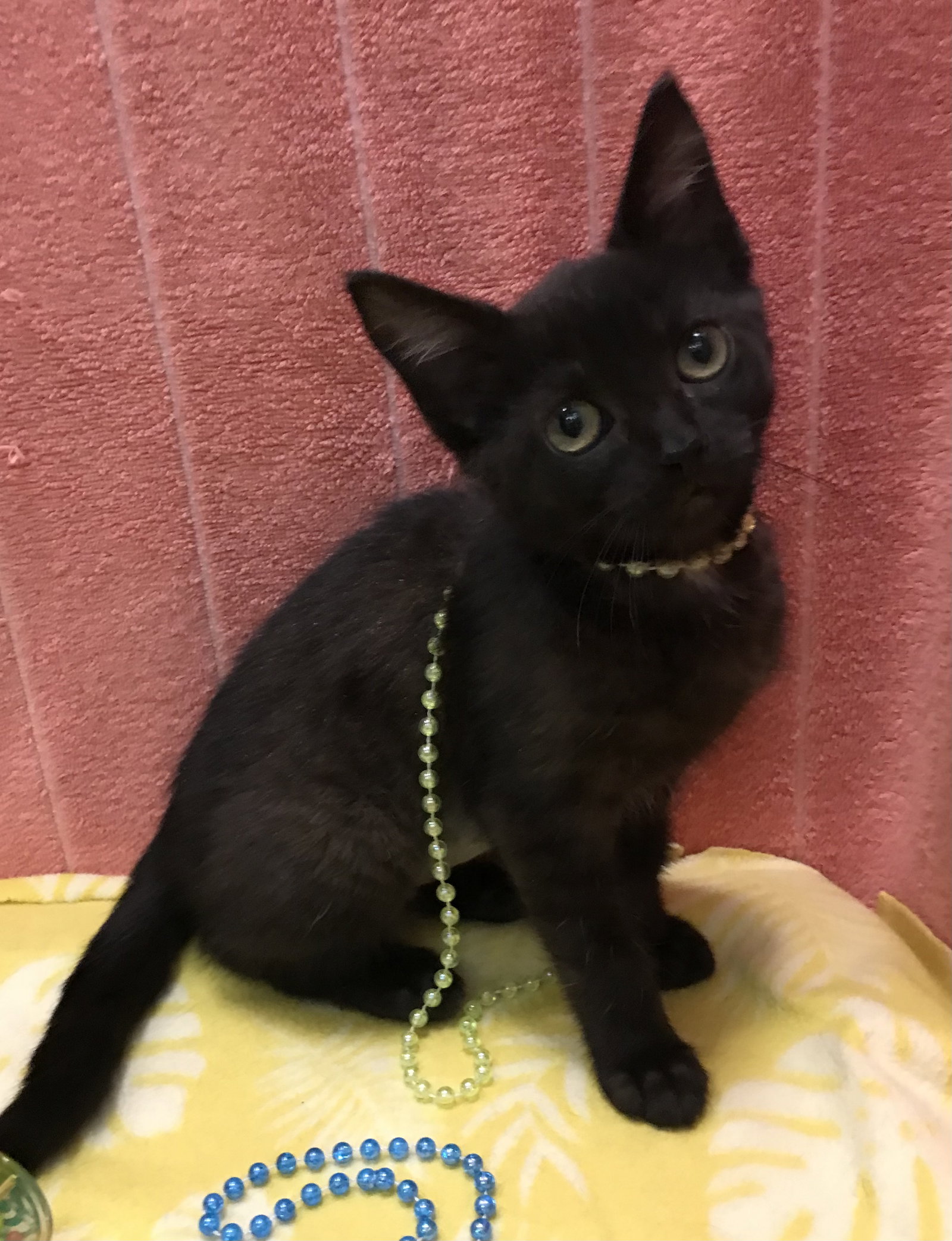 Cat adoption in Dublin, OH 43017 Domestic Short Hair / Mixed (short