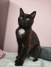 adoptable Cat in Columbus, OH named Karol Kitty - KBC