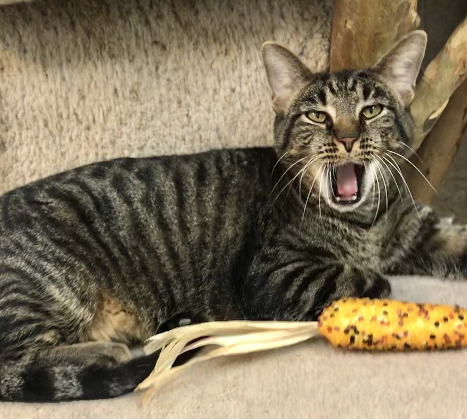 Cats for Adoption in Dublin, Ohio Alpha Paw