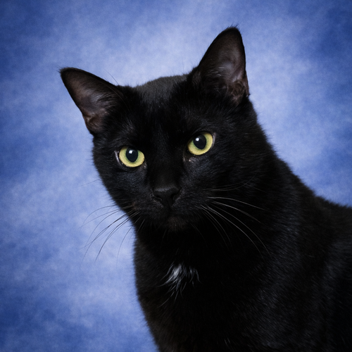Bambino, Adult Domestic Short Hair (short coat), cat for adoption in Lancaster, Ohio
