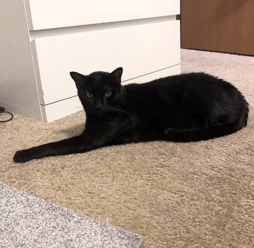 BAMBINO - Domestic Short Hair available for adoption