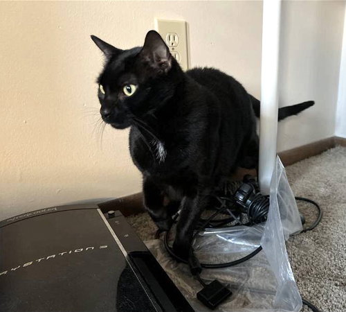 BAMBINO - Domestic Short Hair available for adoption
