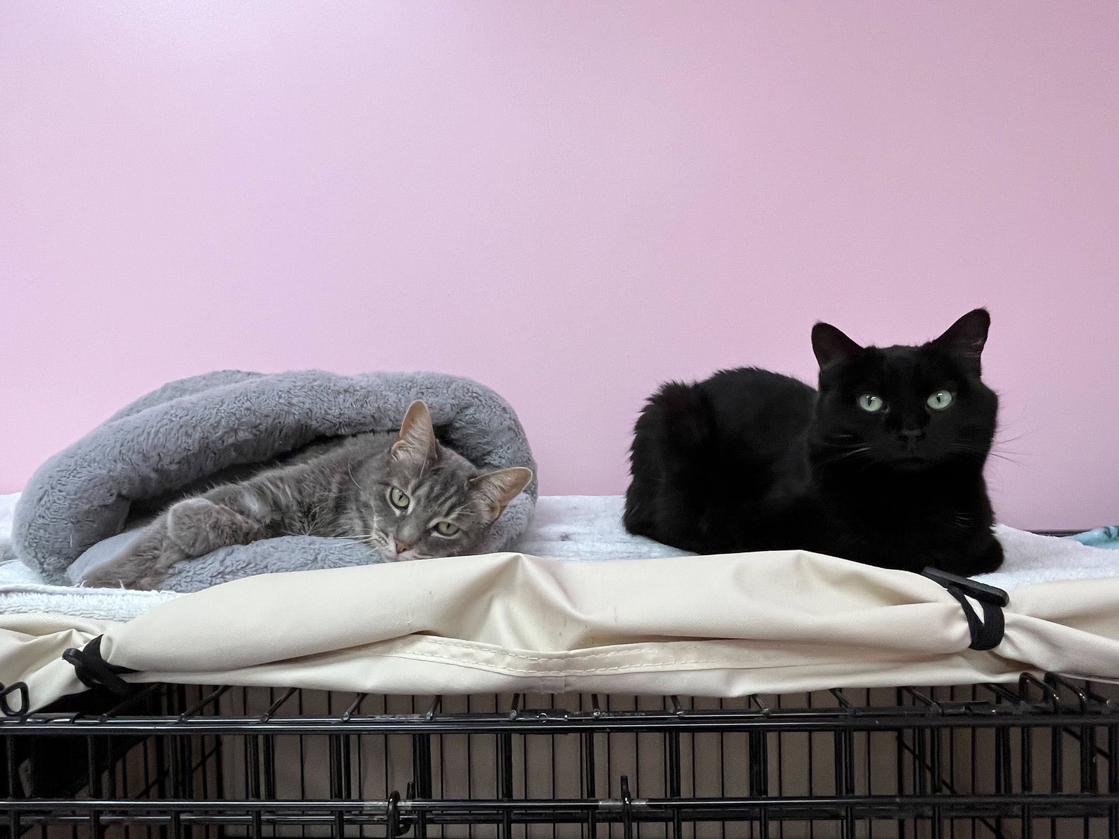 Cats for Adoption in Dublin, Ohio Alpha Paw