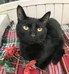 adoptable Cat in Dublin, OH named Brahms
