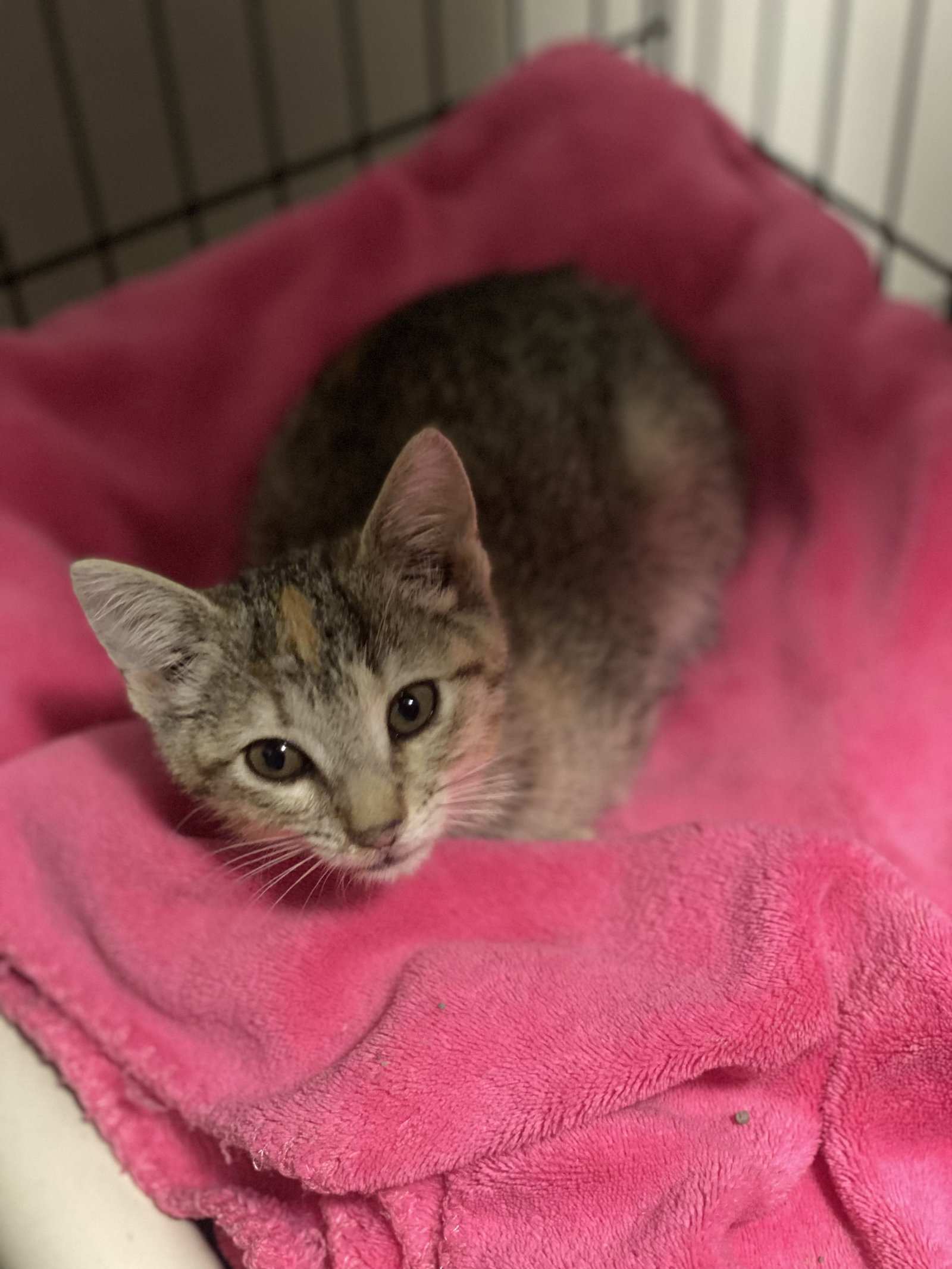 Cats for Adoption in Pickerington, Ohio Alpha Paw