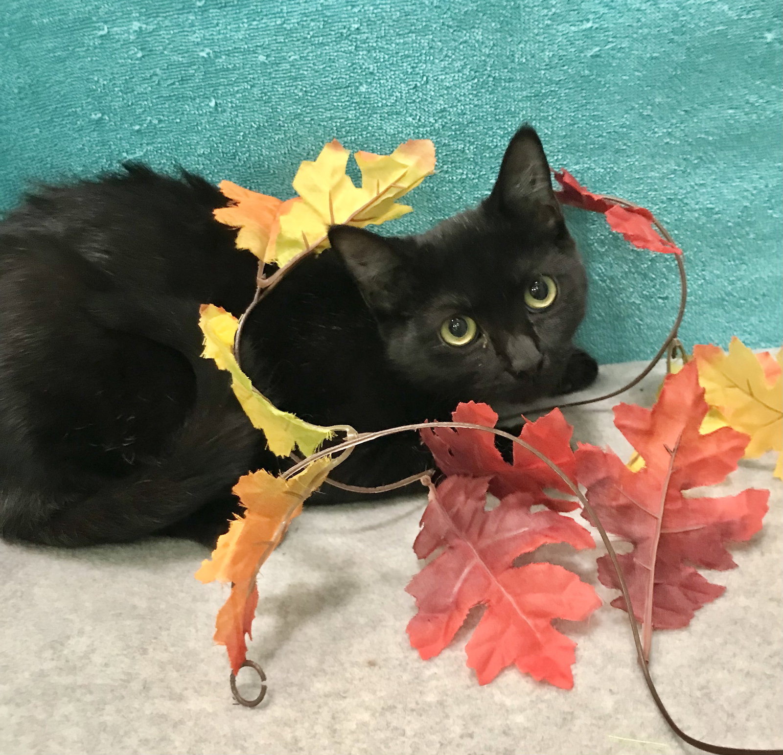 Cat adoption in Dublin, OH 43017 Domestic Short Hair / Mixed (short