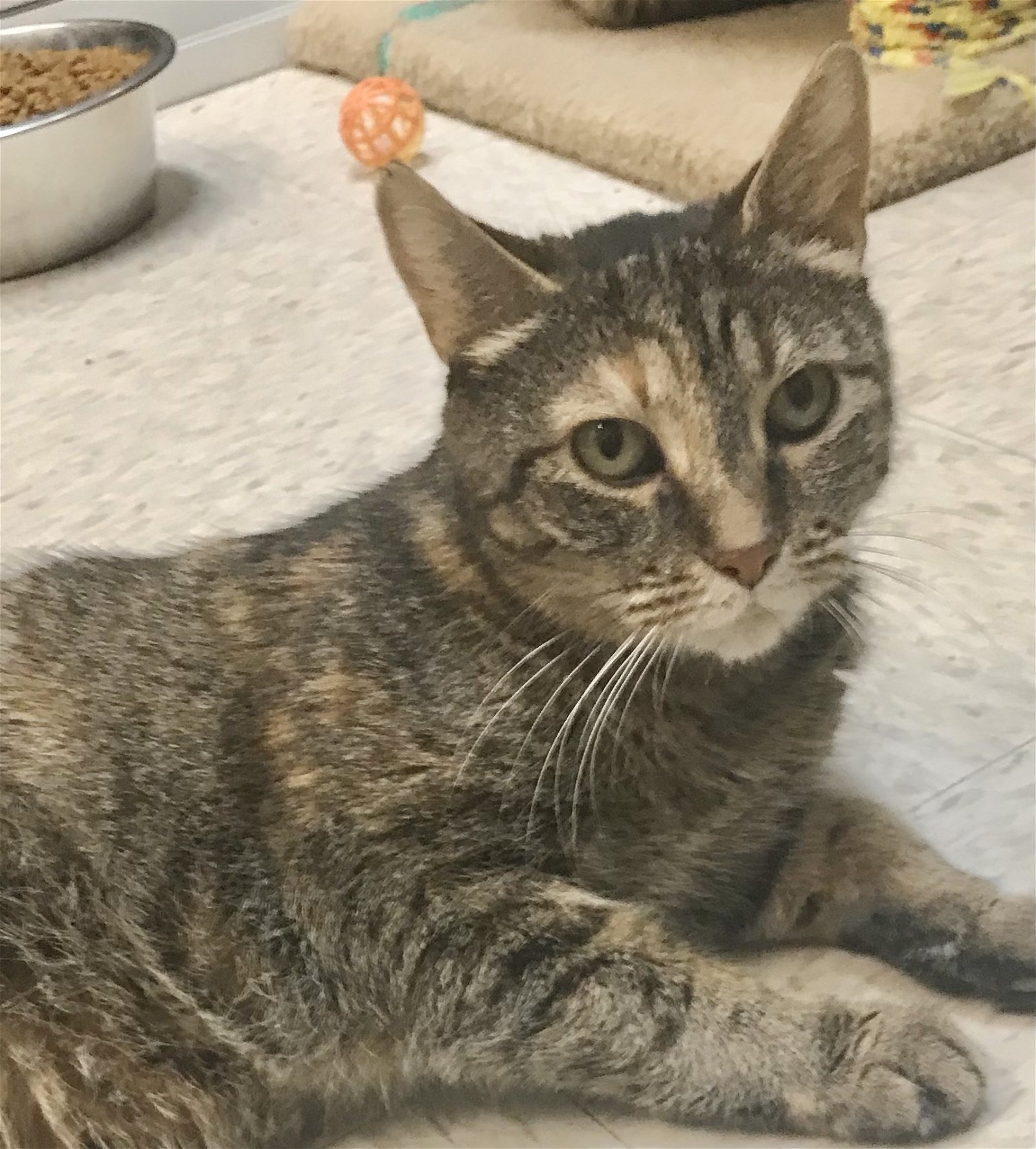 adoptable Cat in Columbus, OH named Cita