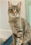 adoptable Cat in columbus, OH named Rocky - KBC