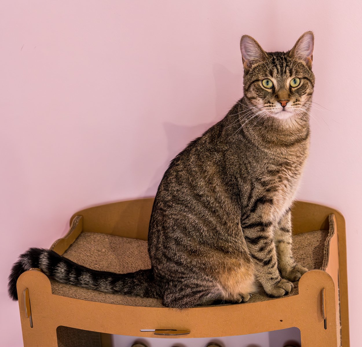 adoptable Cat in Columbus, OH named Rocky - KBC