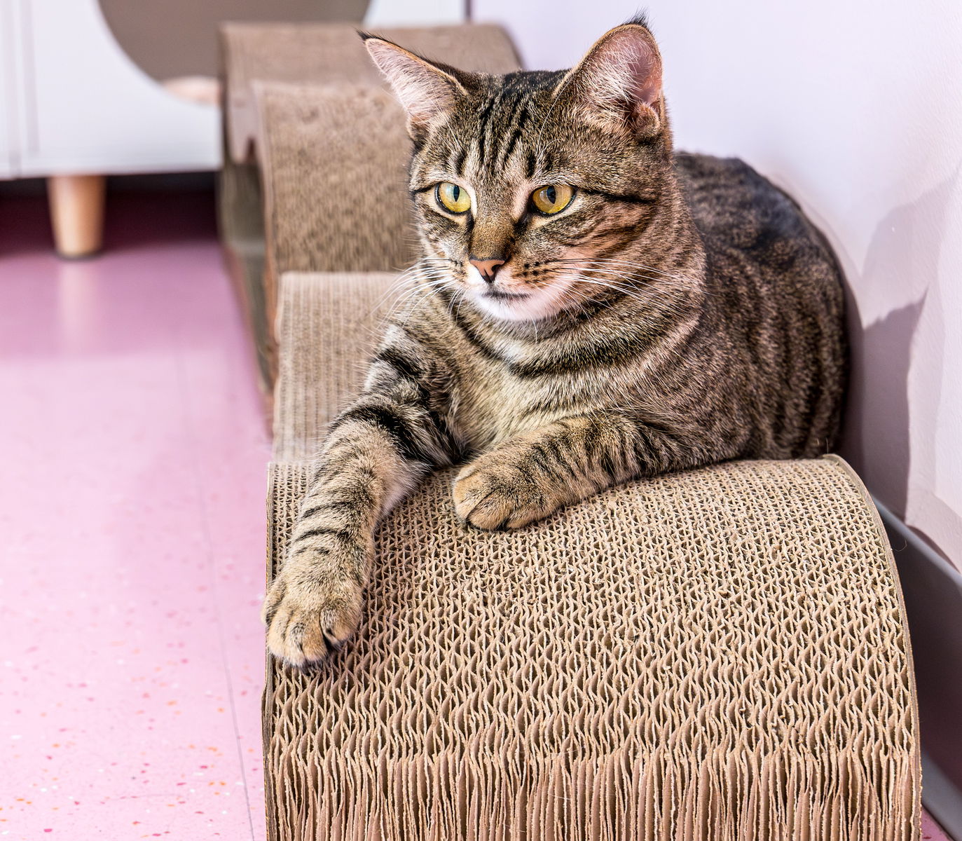 adoptable Cat in Dublin, OH named Rocky