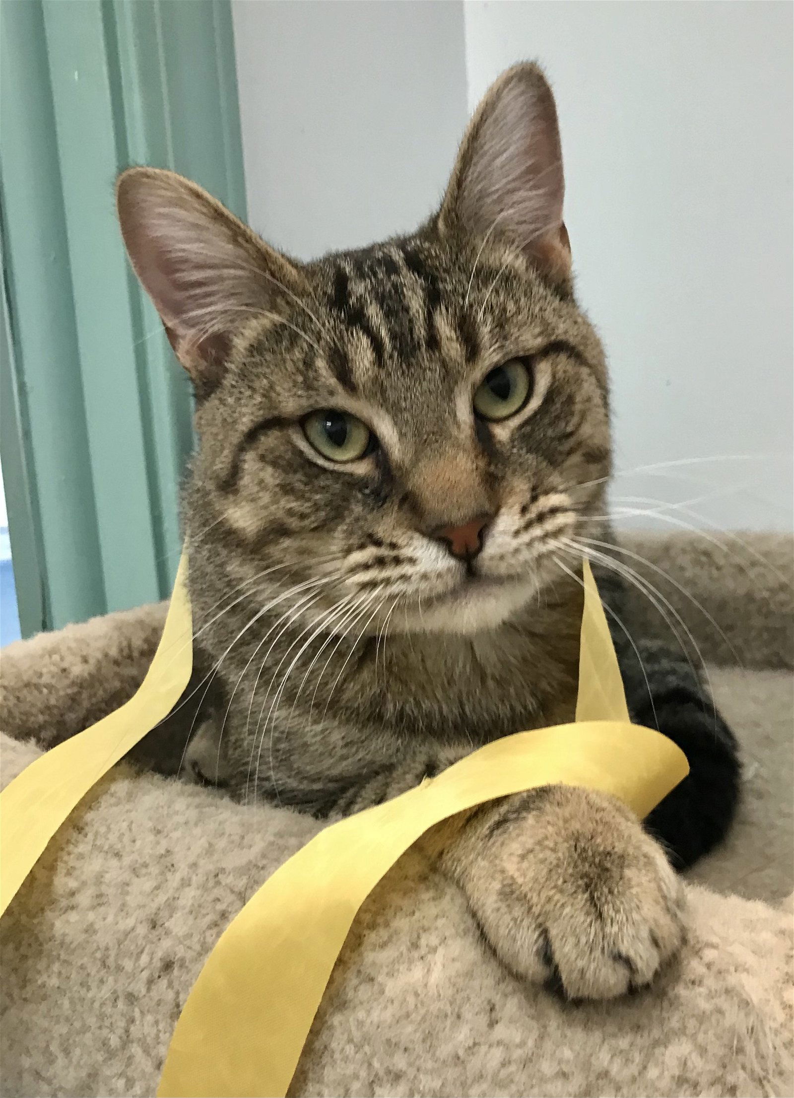 adoptable Cat in Dublin, OH named Rocky
