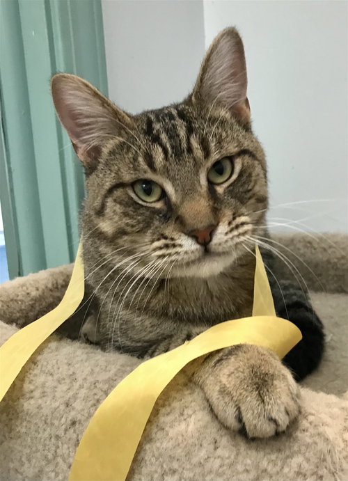 ROCKY - Tabby / Domestic Short Hair available for adoption