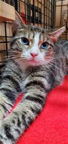 adoptable Cat in dublin, OH named Lazuli