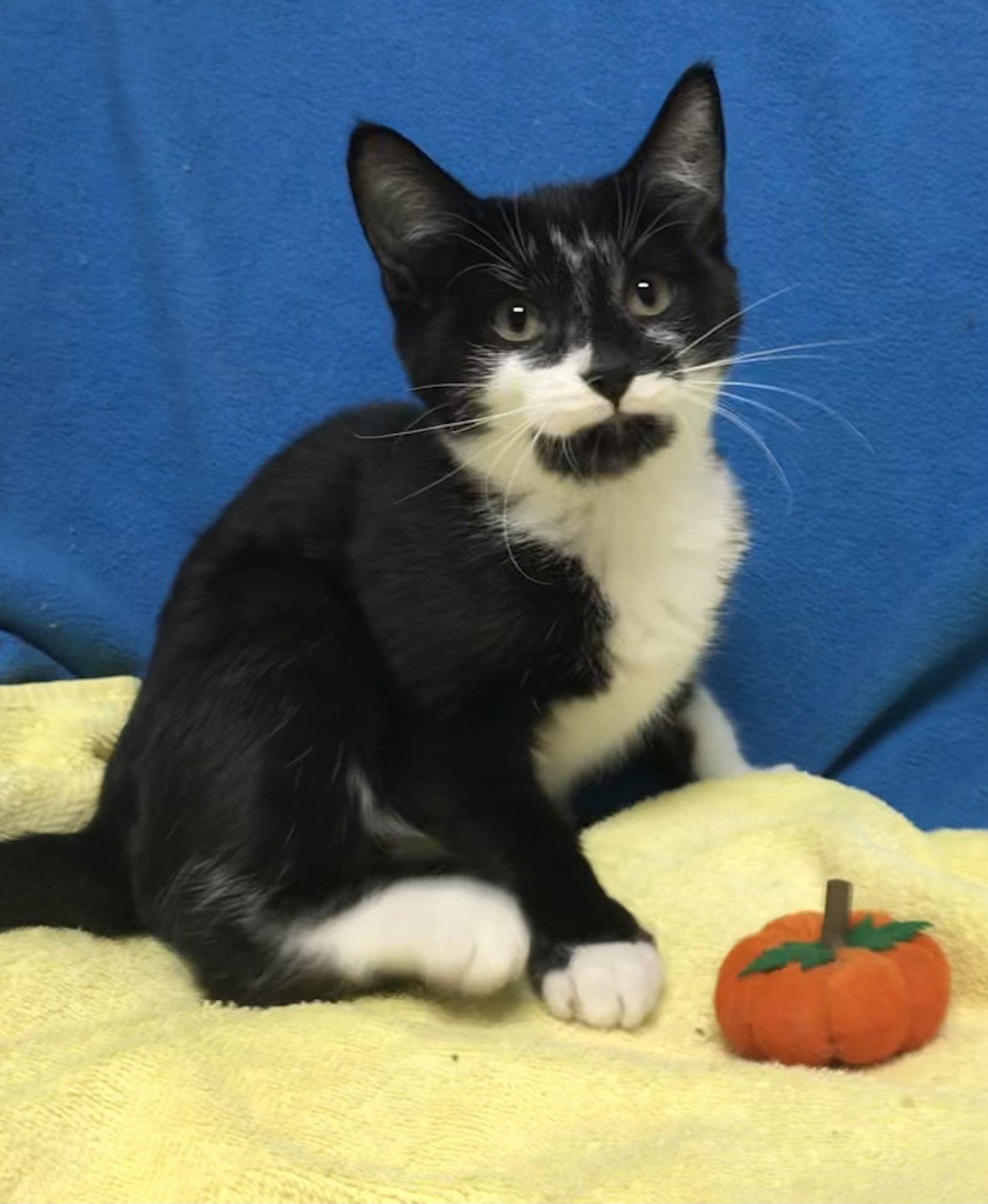 Cats for Adoption in Lancaster, Ohio Alpha Paw