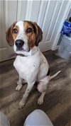adoptable Dog in dublin, OH named Dodger