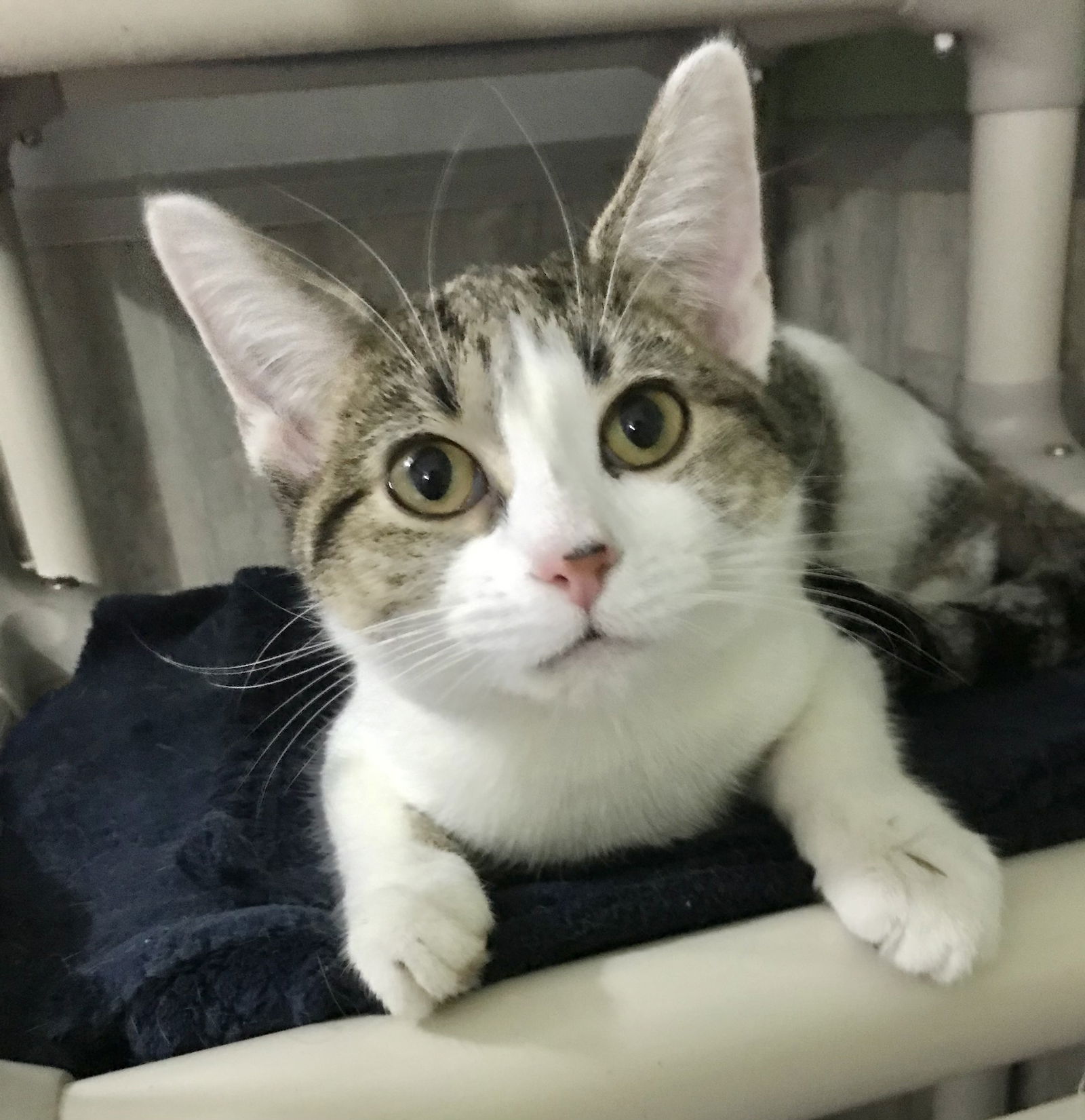 Cats for Adoption in Utica, Ohio | Alpha Paw