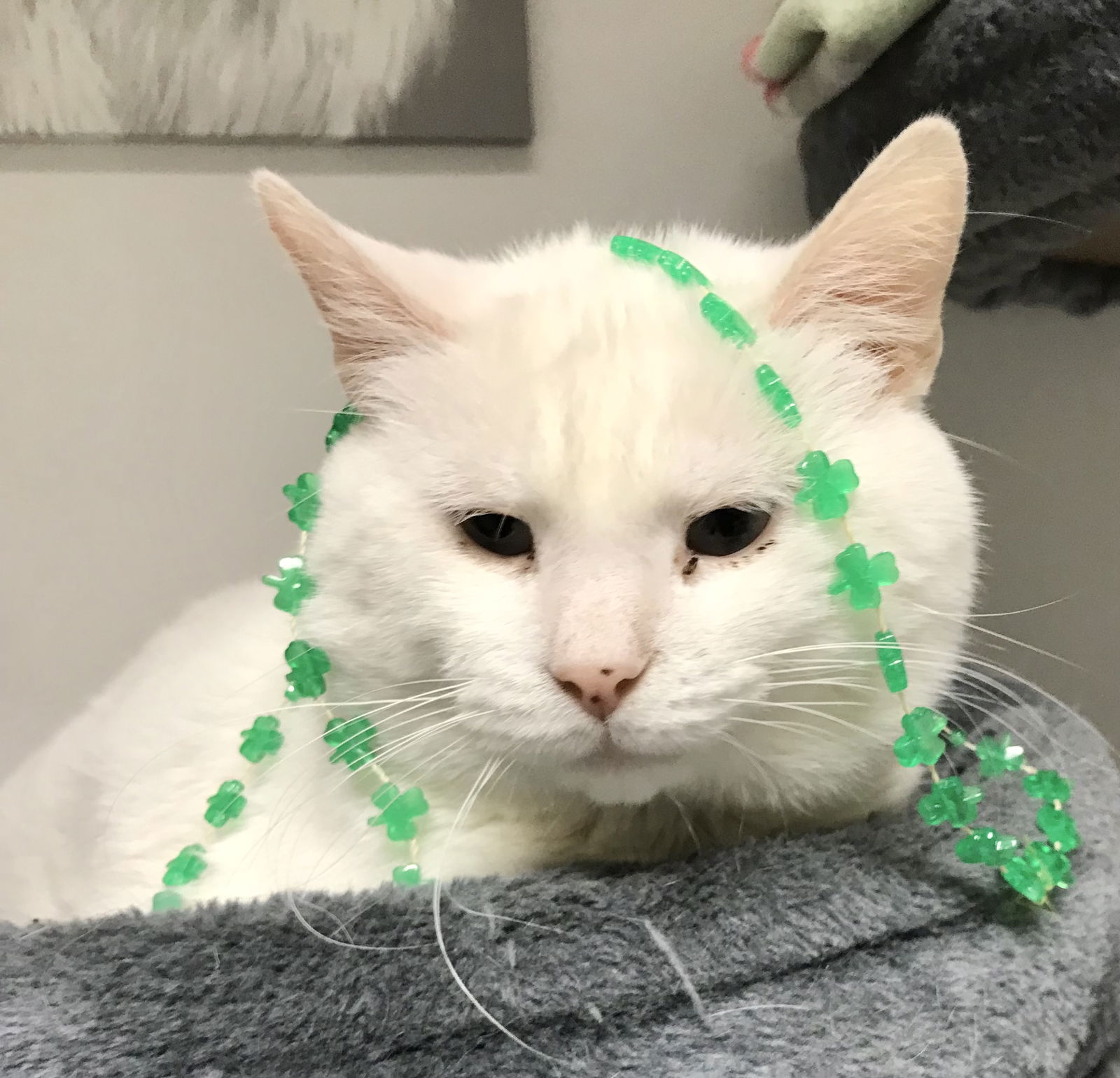 adoptable Cat in Columbus, OH named Lucky