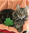 adoptable Cat in dublin, OH named Vasily
