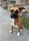 adoptable Dog in dublin, OH named Trixx