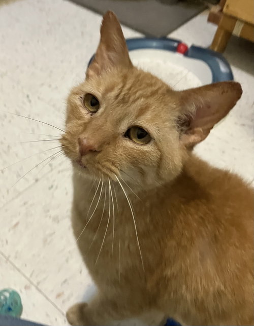 Ronnie, Adult Domestic Short Hair / Tabby / Mixed (short coat), cat for adoption in Dublin, Ohio