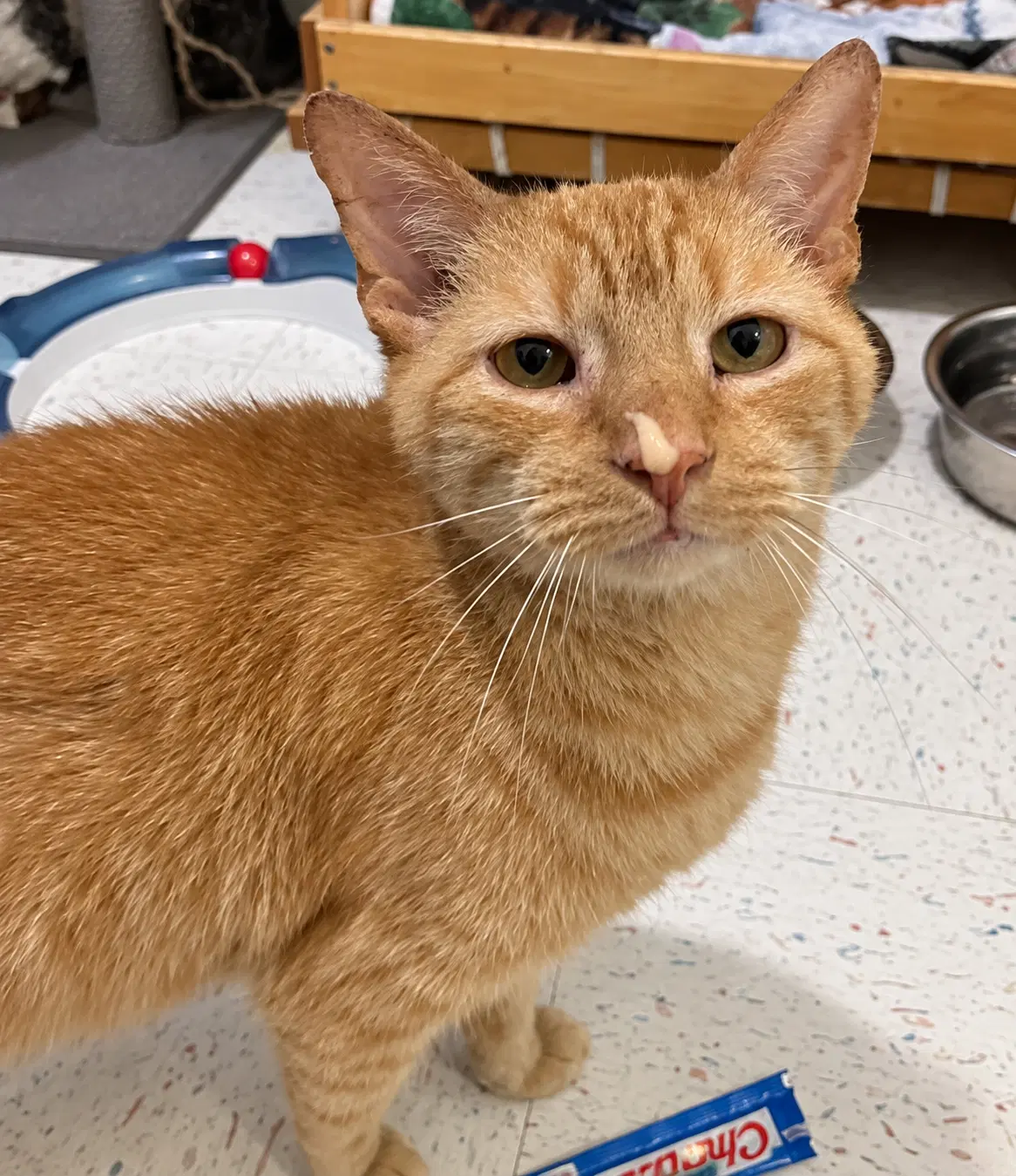 Ronnie - Domestic Short Hair