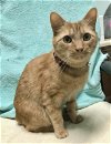 adoptable Cat in , OH named Mason