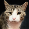 adoptable Cat in  named Pecan Pie