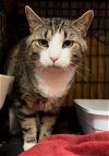 adoptable Cat in columbus, OH named Pecan Pie