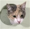 adoptable Cat in dublin, OH named Tiramisu