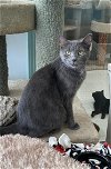 adoptable Cat in dublin, OH named Gravy