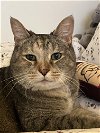 adoptable Cat in , OH named Maisey