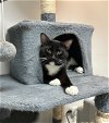 adoptable Cat in dublin, OH named Voeller