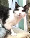 adoptable Cat in columbus, oh, OH named Earl