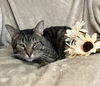 adoptable Cat in  named French Hen