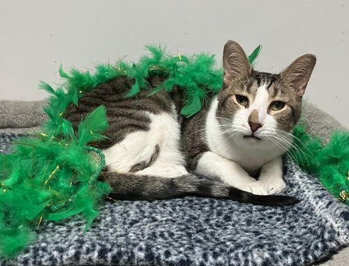 Geese A Laying, Adult Tabby / Domestic Short Hair / Mixed (short coat), cat for adoption in Lancaster, Ohio