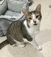 adoptable Cat in  named Geese A Laying