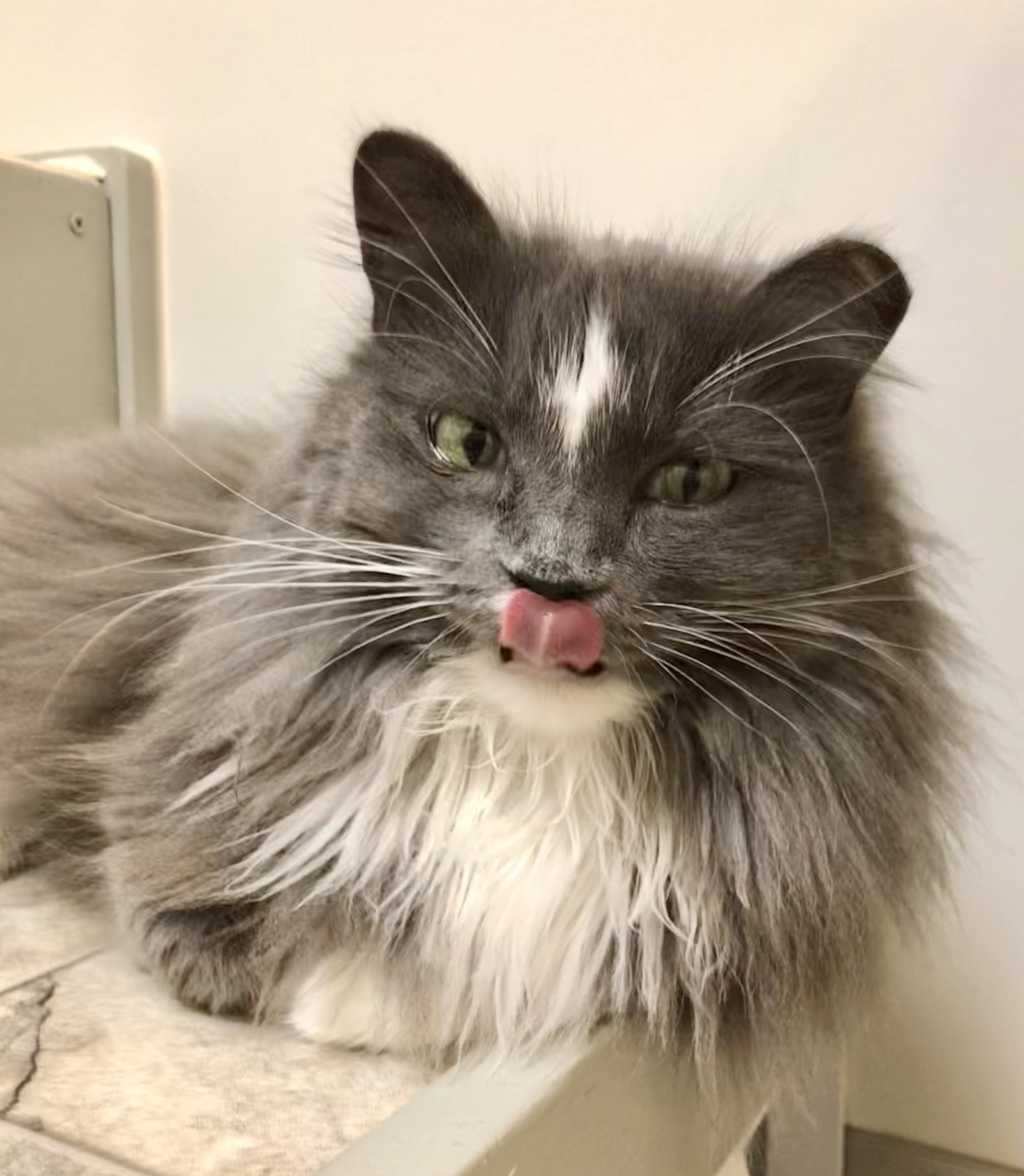 Cats for Adoption in Delaware, Ohio Alpha Paw