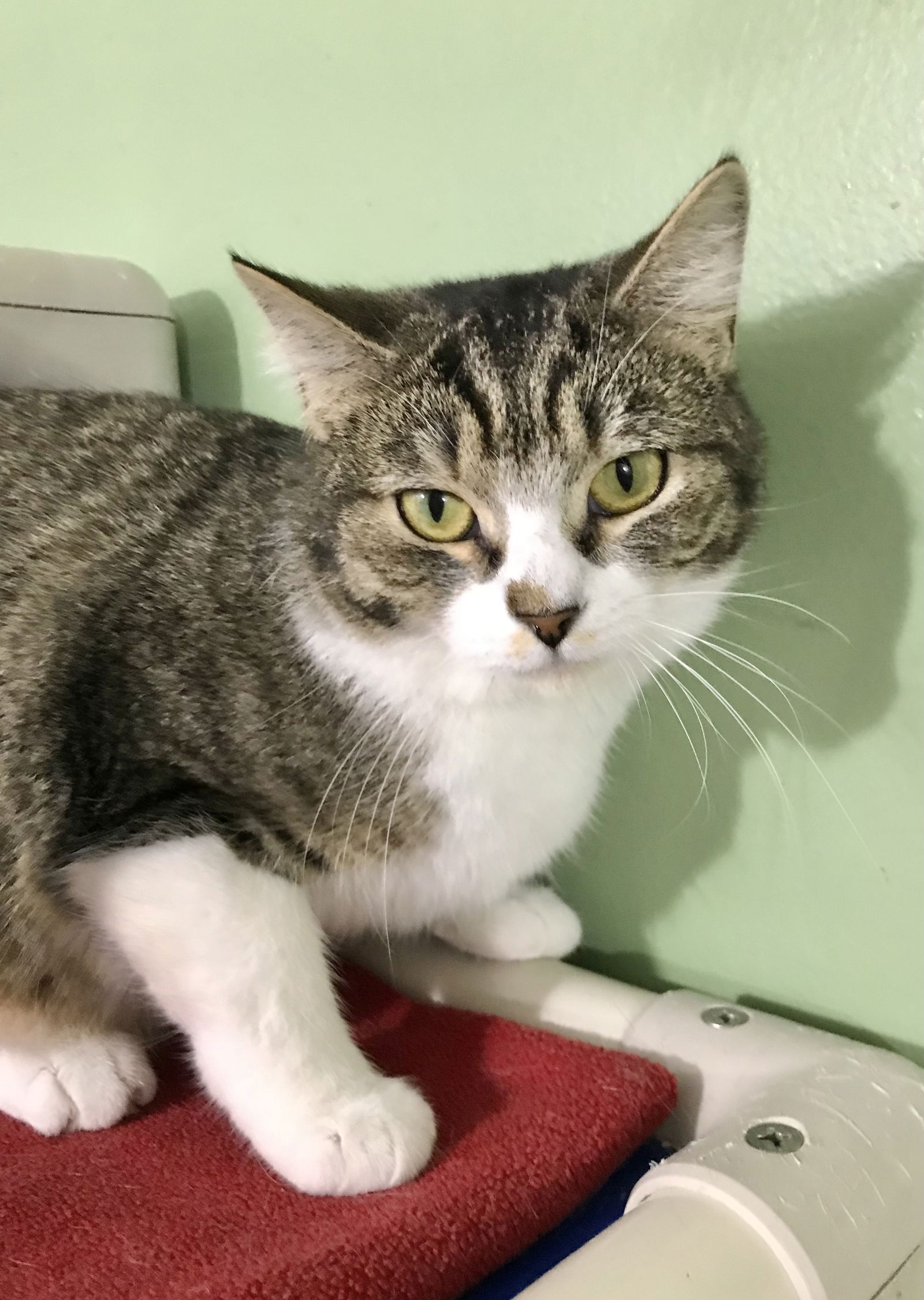 adoptable Cat in Dublin, OH named Siracha