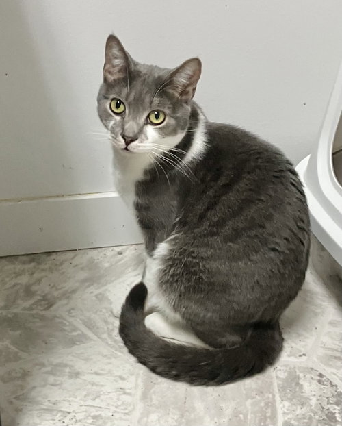 ZITI - Domestic Short Hair available for adoption