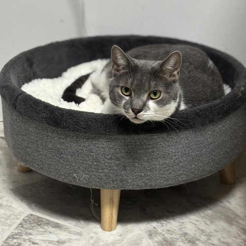 picture of the cat needing adoption