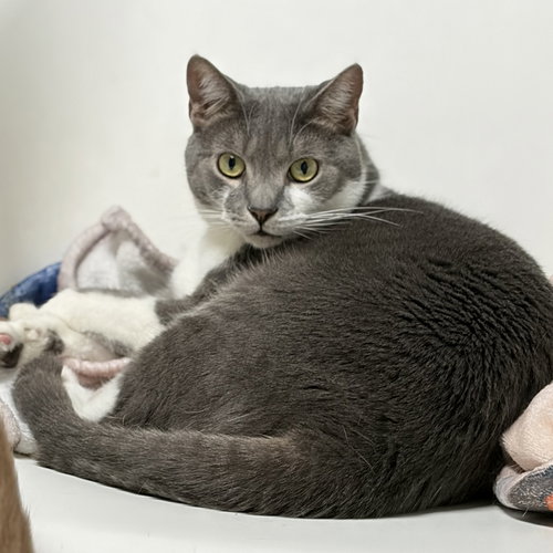 Ziti, Adult Domestic Short Hair / Mixed (short coat), cat for adoption in Lancaster, Ohio
