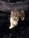 Ziti - Photo 11