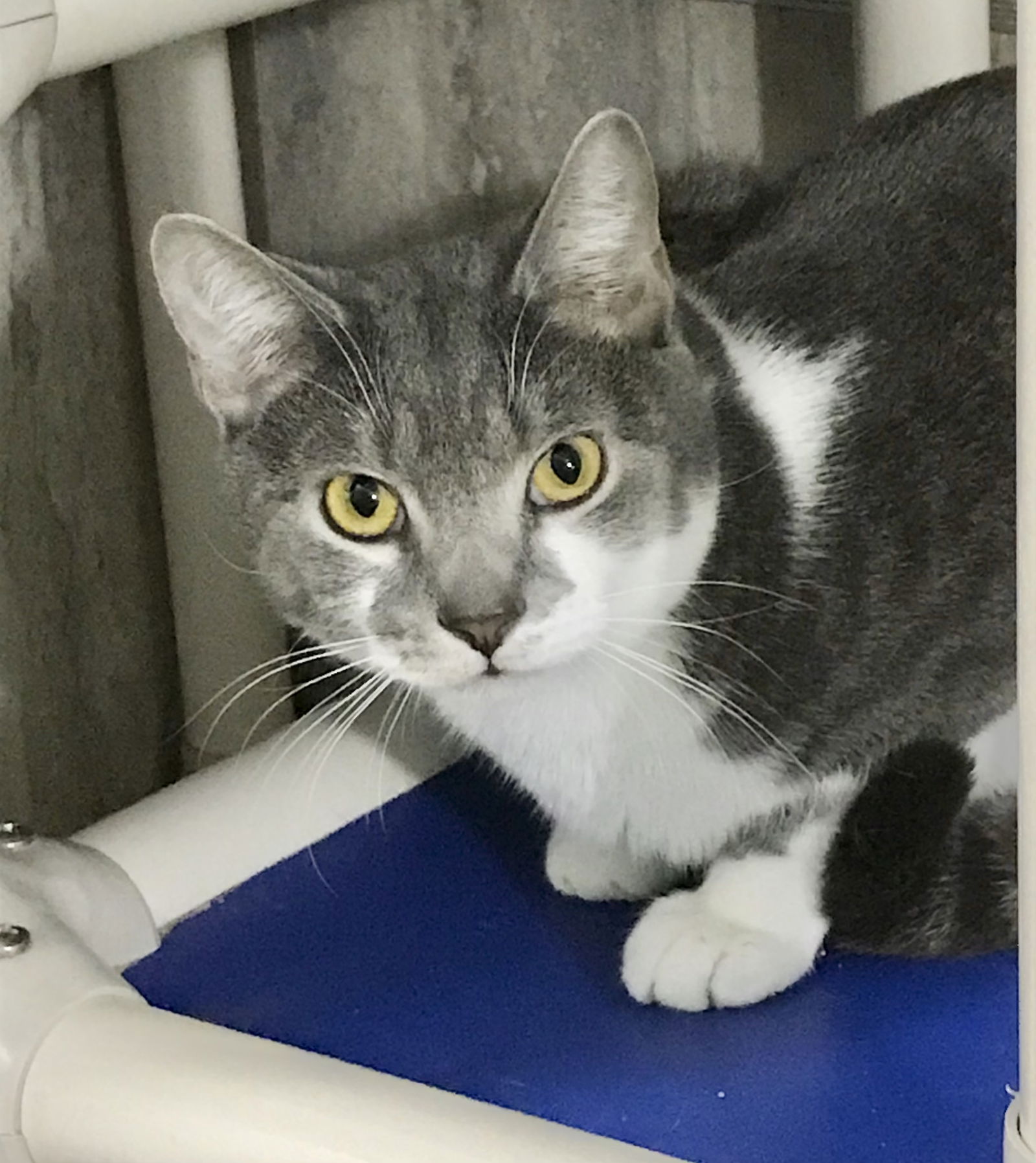 adoptable Cat in Dublin, OH named Ziti