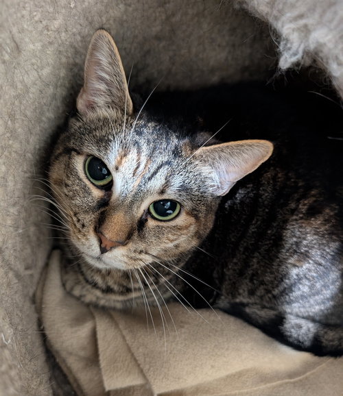 REESE - Domestic Short Hair / Tabby available for adoption